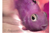 Purple Parrot Fish 4x6 Print